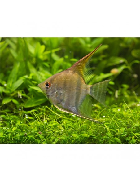 Pterophyllum Altum Peruensis - 2101059