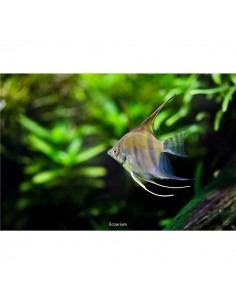 Pterophyllum Altum Peruensis - 2101059 2