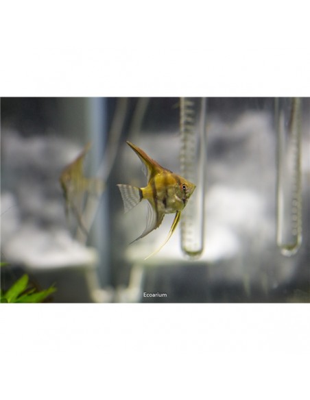 Pterophyllum Altum Peruensis - 2101059