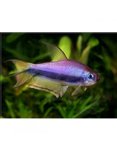 Tetra Imperador - 2100870