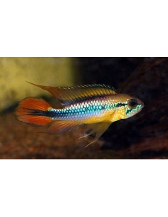 Apistogramma Agassizii Double Red - 2101417
