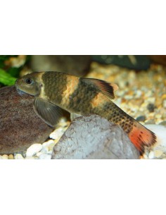 Garra flavatra - 2102387 2