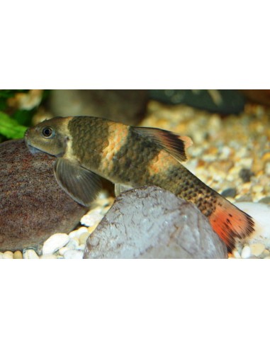 Garra flavatra - 2102387