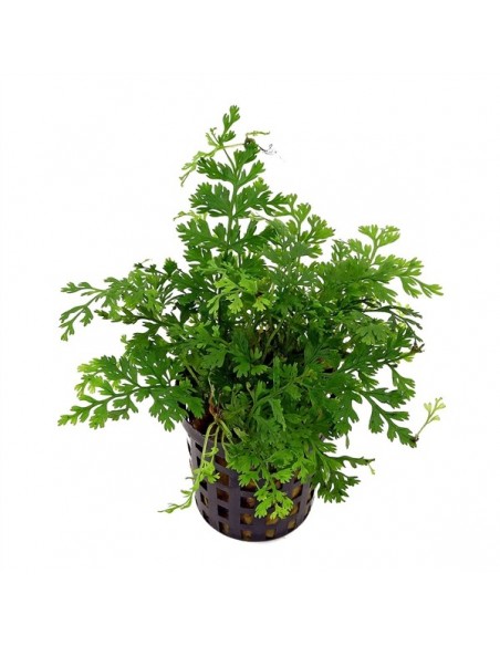 Bolbitis heteroclita Difformis - 2102188