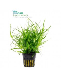 Juncus repens - 2101629