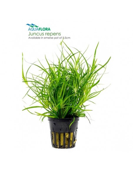 Juncus repens - 2101629