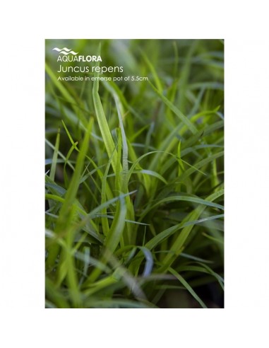 Juncus repens - 2101629