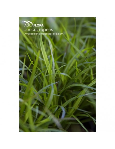 Juncus repens - 2101629