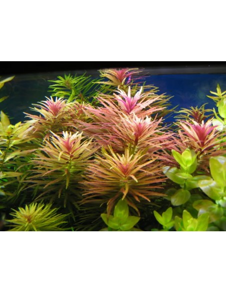 Limnophila aromatica - 2101632