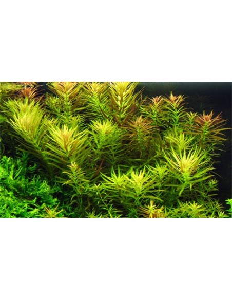 Limnophila aromatica - 2101632