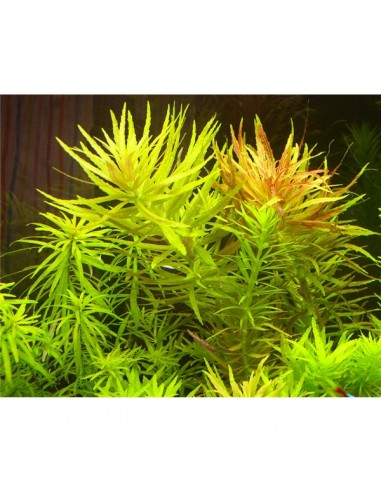 Limnophila aromatica - 2101632