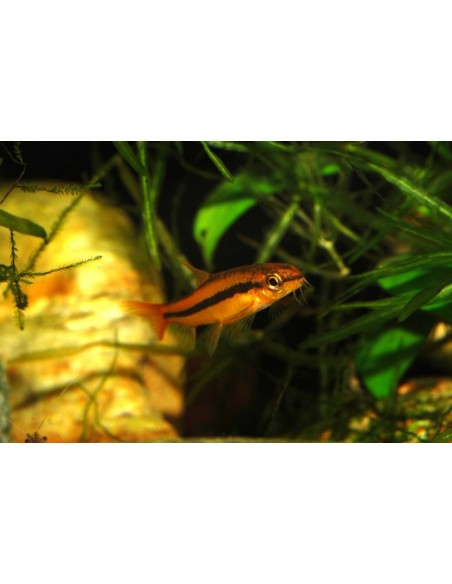 Yunnanilus Sp. Rosy - 2100917