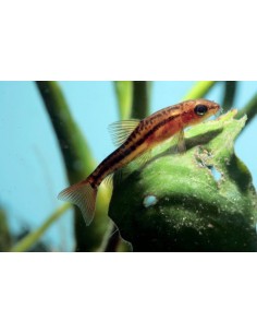 Yunnanilus Sp. Rosy - 2100917 2