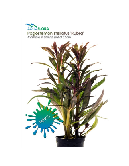 Pogostemon stellatus Rubra - 2101667