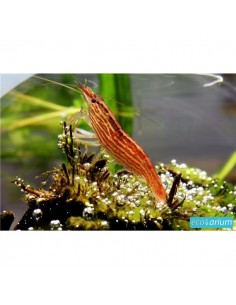 Camarão Madeira - 2100720