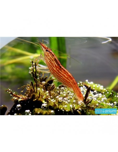 Camarão Madeira - 2100720