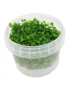 Micranthemum species Monte Carlo in vitro cup