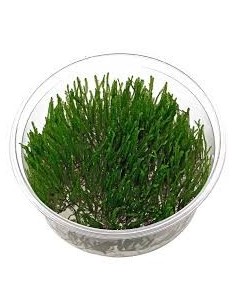 Taxiphyllum sp. Spiky In Vitro Cup - 2101508