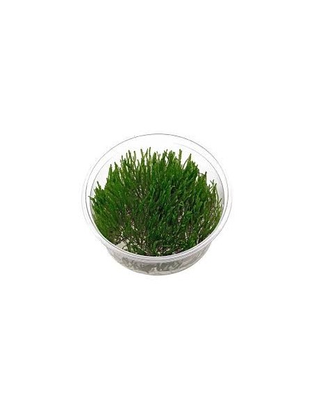 Taxiphyllum sp. Spiky In Vitro Cup - 2101508