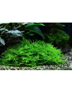 Taxiphyllum sp. Spiky In Vitro Cup - 2101508 2