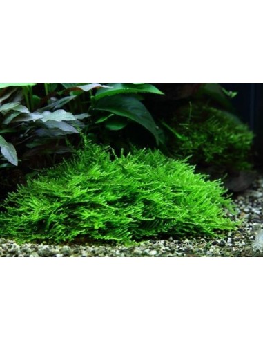 Taxiphyllum sp. Spiky In Vitro Cup - 2101508