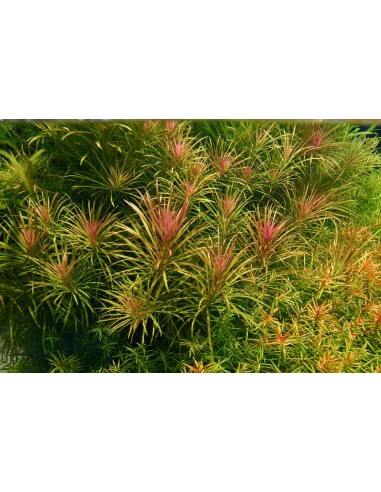 Eustralis stellata - 2101614