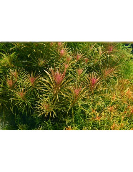 Eustralis stellata - 2101614