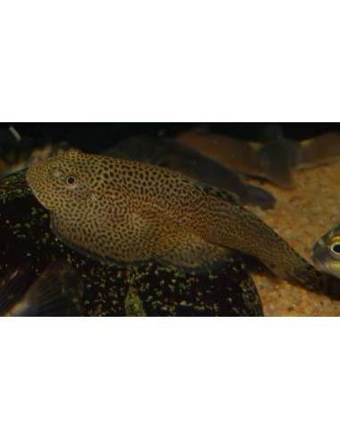 Plecostomus Borboleta - 2100621