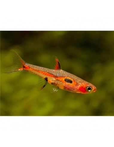Borara Merah Vermelha - 2100894