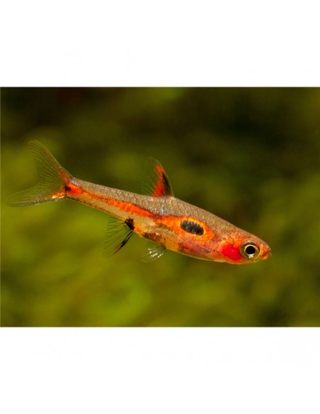 Borara Merah Vermelha - 2100894