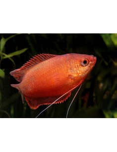 Colisa Chuna Vermelha - 2102904