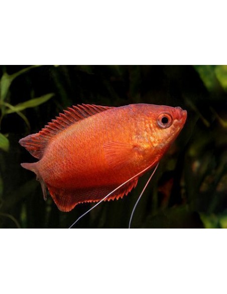 Colisa Chuna Vermelha - 2102904