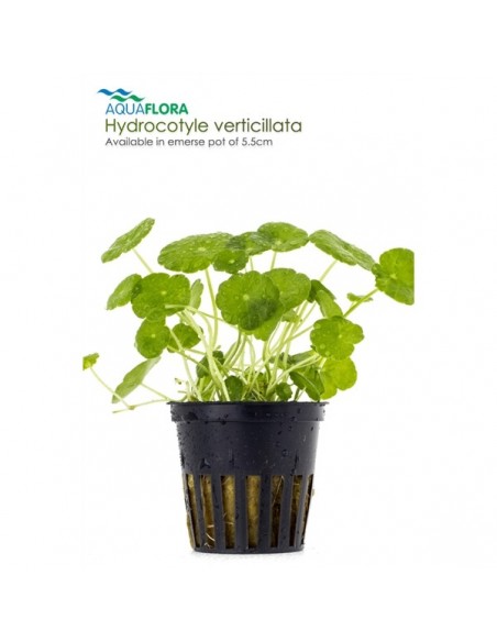 Hydrocotyle verticillata - 2101620