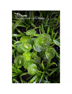 Hydrocotyle verticillata - 2101620 2