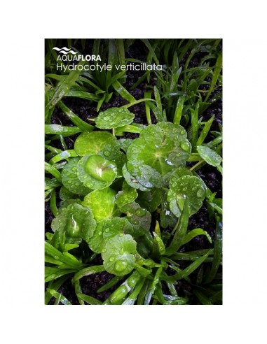 Hydrocotyle verticillata - 2101620