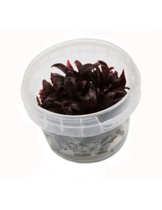 Alternanthera reineckii "Mini" In vitro Cup - 2103086