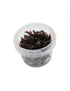 Alternanthera reineckii "Mini" In vitro Cup - 2103086 2