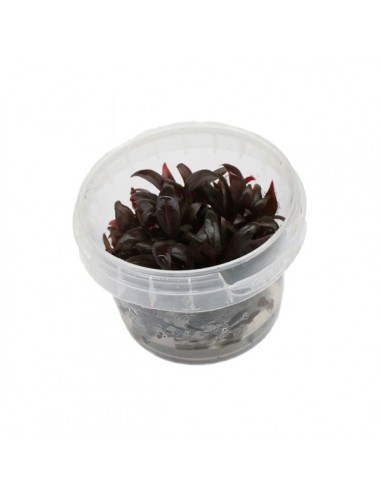 Alternanthera reineckii "Mini" In vitro Cup - 2103086