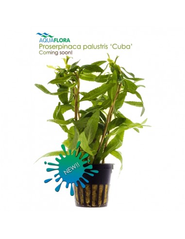 Proserpinaca palustris Cuba - 2101670