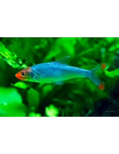 Rasbora Sawbwa - Sawbwa resplendens - 2103114