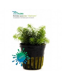 Rotala species Vietnam