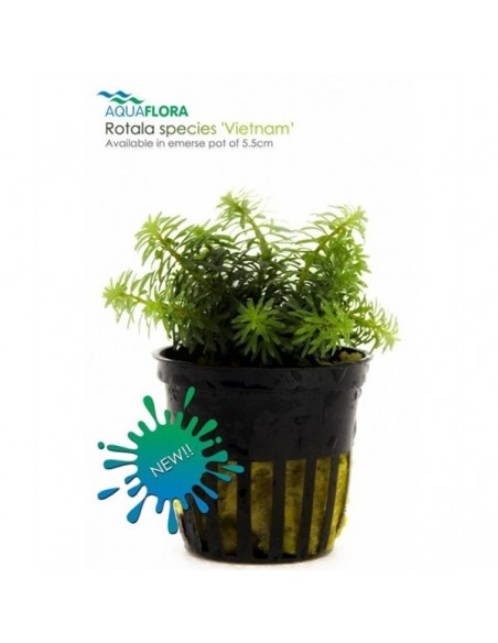 Rotala species Vietnam - 2101675 Rotala species Vietnam - 2101675