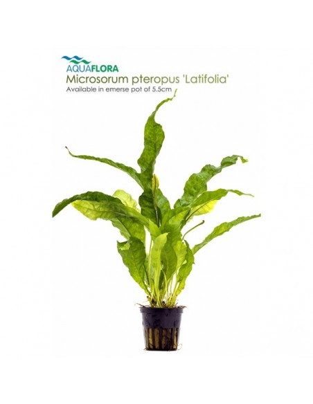 Microsorum pteropus Latifolia - 2101652