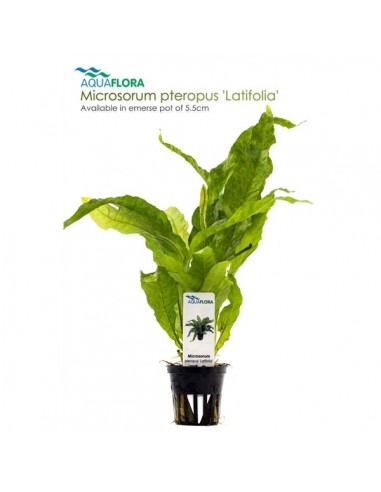 Microsorum pteropus Latifolia - 2101652