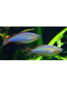 Melanotaenia Praecox