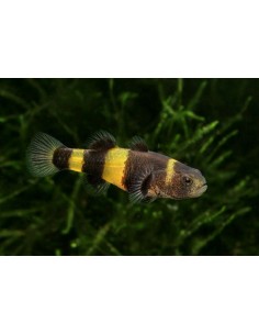 Gobby Abelha - BRACHYGOBIUS DORIAE - 2101418
