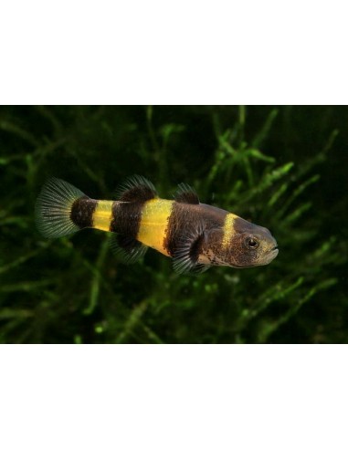 Gobby Abelha - BRACHYGOBIUS DORIAE - 2101418