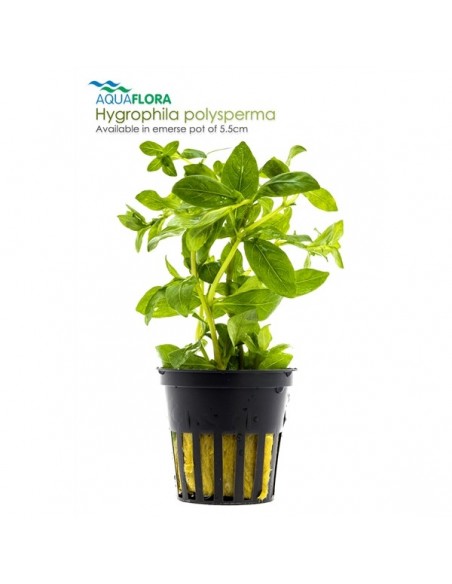 Hygrophila polysperma - 2101623