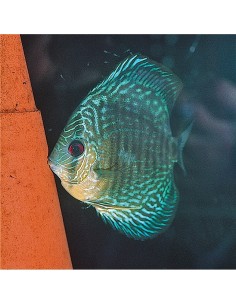 JBL DisCon - 2103172 2