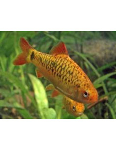 Barbo Shuberti - 2102801